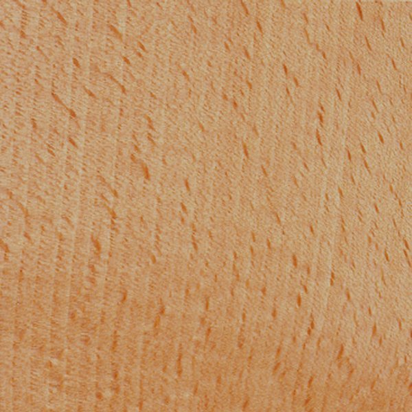 beech